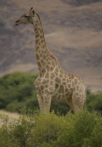 Eine Begegnung mit einer frei lebenden Giraffe. Offroad Namibia  | © 4x4 Exploring GmbH
