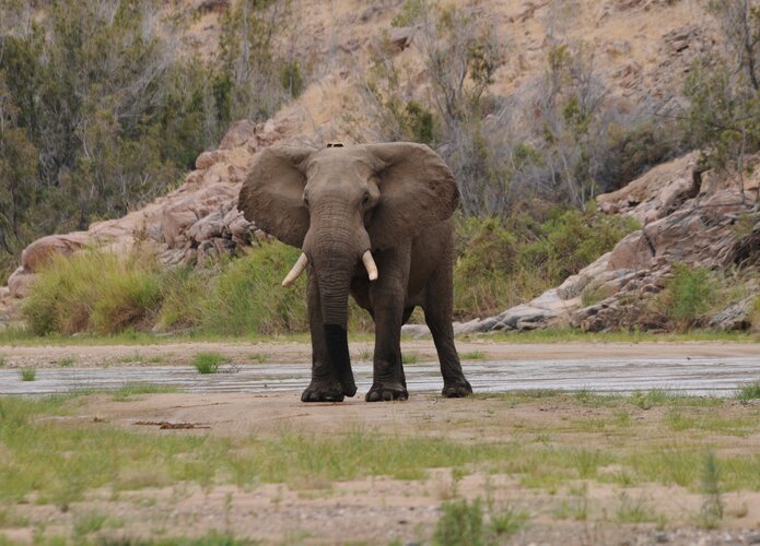 Eine Begegnung während einer Offroadtour mit einem imposanten Elefanten. Offroad Namibia | © 4x4 Exploring GmbH 