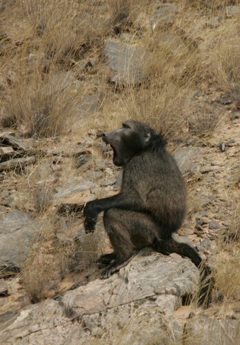 Auch diese Begegnung während einer Offroad Tour bleibt einmalig. Ein gähnender Affe begrüsst uns. Offroad Namibia | © 4x4 Exploring GmbH