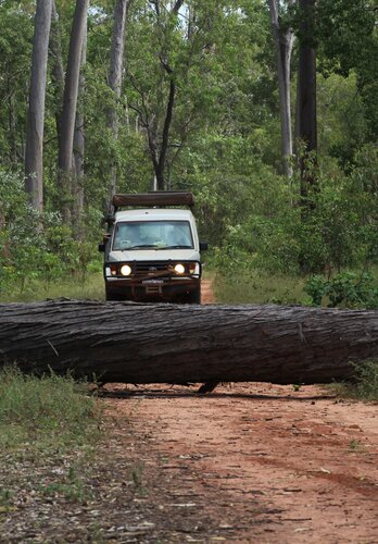 Ein grosser Baumstamm blockiert die Durchfahrt. Keine Umfahrung möglich. Offroad Cape York Australien